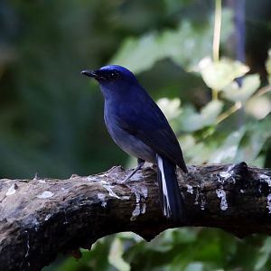 White-tailed Flycatcher (Cyornis concretus)