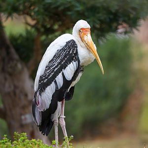 Chimelong Forest Kingdom - Painted stork