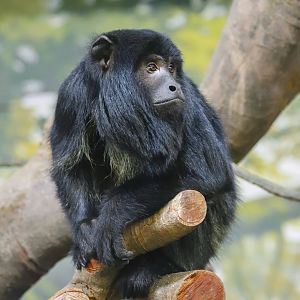 Chimelong Forest Kingdom - Black howler