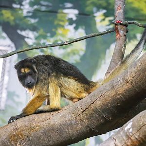 Chimelong Forest Kingdom - Black howler