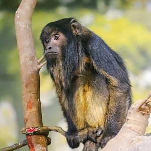 Chimelong Forest Kingdom - Black howler