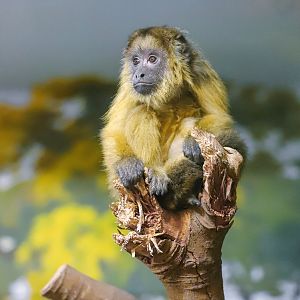 Chimelong Forest Kingdom - Black howler