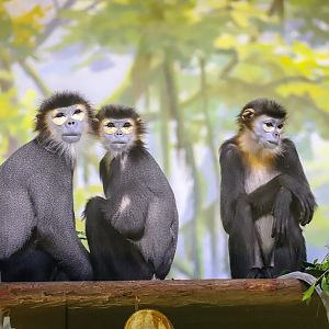 Chimelong Forest Kingdom - Black-shanked douc