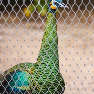 Green peafowl