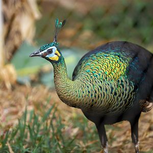 Green peafowl