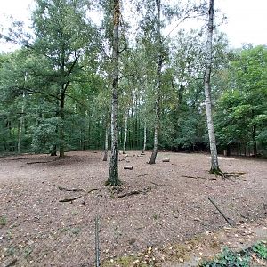 Negros Warty Pig (Sus cefifrons negrinus) enclosure