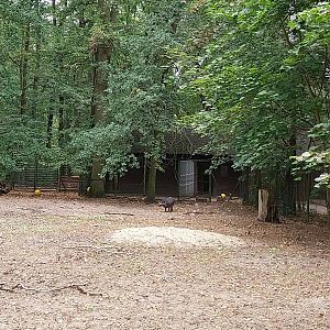 Negros Warty Pig (Sus cefifrons negrinus) enclosure
