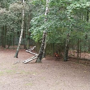 Visayan Spotted Deer (Rusa alfredi)