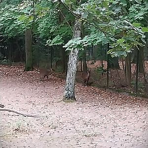 Bawean Deer (Axis kuhlii)