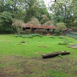 Western Sitatunga (Tragelaphus spekii gratus)