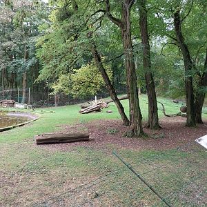 Western Sitatunga (Tragelaphus spekii gratus)