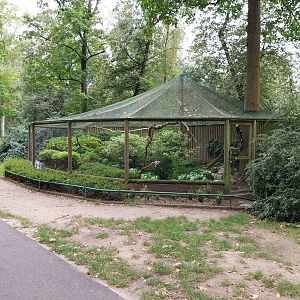 Malay Black Hornbill (Anthracoceros malayanus) aviary