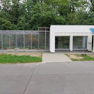 Burrowing Parrot (Cyanoliseus patagonus) aviary