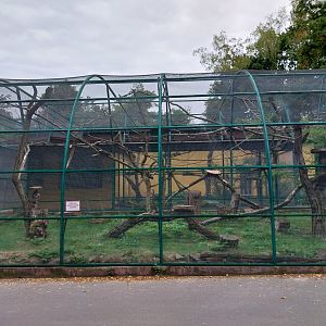 Monkeys & nocturnal animals - Ring-tailed lemur (Lemur catta)