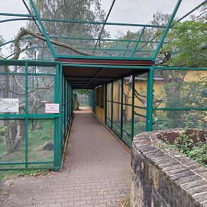 Monkeys & nocturnal animals - Ring-tailed lemur (Lemur catta)