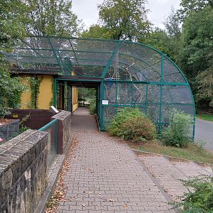 Monkeys & nocturnal animals - Ring-tailed lemur (Lemur catta)
