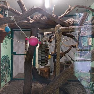 Monkeys & nocturnal animals - Ring-tailed lemur (Lemur catta)