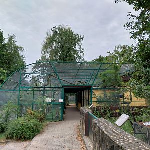 Monkeys & nocturnal animals - Red-bellied Lemur (Eulemur rubriventer)