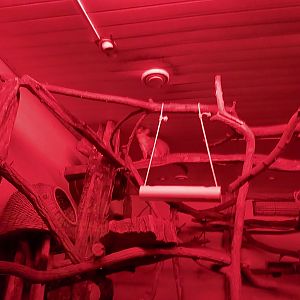 Nocturnal House - Brushtail Possum (Trichosurus vulpecula)