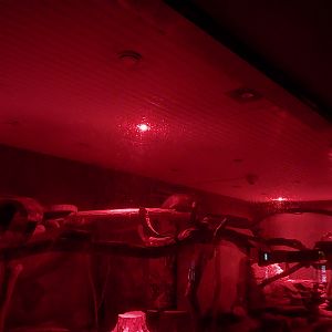 Nocturnal House - Kinkajou (Potos flavus)