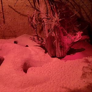 Nocturnal House - Kowari (Dasyuroides byrnei) exhibit