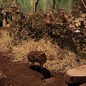 Nocturnal House - Javan Chevrotain (Tragulus japvanicus)