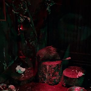 Nocturnal House - Senegal Bushbaby (Galago senegalensis senegalensis)