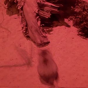 Nocturnal House - Kowari (Dasyuroides byrnei)