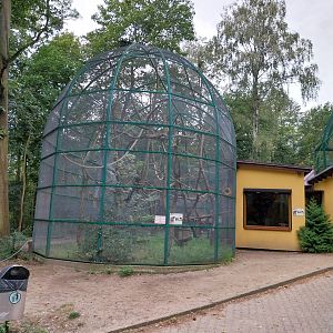 Lemurs & nocturnal mammals - Red Ruffed Lemur (Varecia rubra)