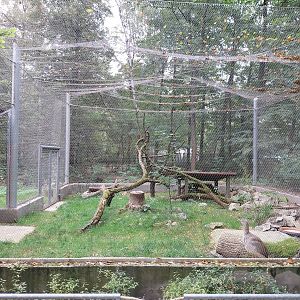 Pheasantry - Red-legged Seriema (Caraima cristata)
