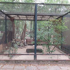 Pheasantry - Iberian Azure-winged Magpie (Cyanopica cooki)