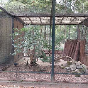 Pheasantry - Edwards's Pheasant (Lophura edwardsi)