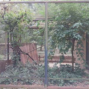 Pheasantry - Red-tailed Laughingthrush (Trochalopteron milnei) and Palawan Peacock-pheasant (Polyplectron napolensis)