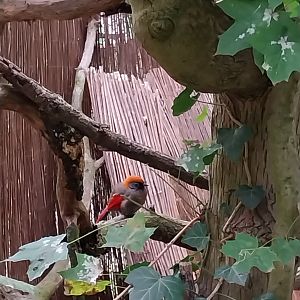 Pheasantry - Red-tailed Laughingthrush (Trochalopteron milnei)