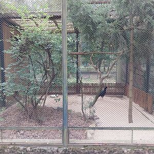 Pheasantry - Razor-billed Curassow (Mitu tuberosum)