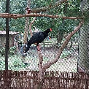 Pheasantry - Razor-billed Curassow (Mitu tuberosum)