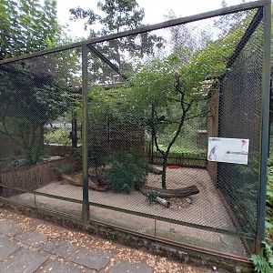 Pheasantry - Guira Cuckoo (Guira guira)