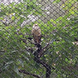 Pheasantry - Guira Cuckoo (Guira guira)
