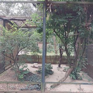 Pheasantry - Pied Imperial Pigeon (Ducula bicolor)