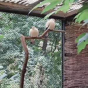 Pheasantry - Pied Imperial Pigeon (Ducula bicolor)