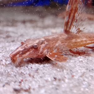 Garden Centre - Red Rineloricaria Catfish 080325