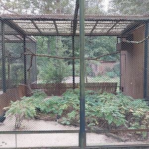 Pheasantry - Crested Guineafowl (Guttera pucherani)