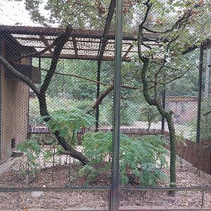 Pheasantry - Satyr Tragopan (Tragopan satyra)