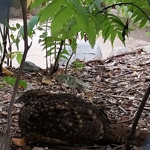 Pheasantry - Satyr Tragopan (Tragopan satyra)