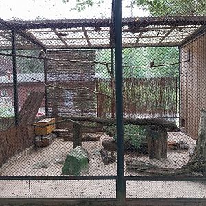 Pheasantry - Laughing Kookaburra (Dacelo novaeguineae)