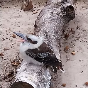 Pheasantry - Laughing Kookaburra (Dacelo novaeguineae)