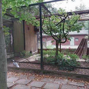 Pheasantry - Silver Pheasant (Lophura nycthemera)