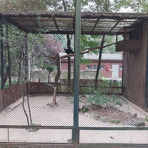Pheasantry - Northern Helmeted Curassow (Pauxi pauxi pauxi)