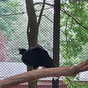 Pheasantry - Northern Helmeted Curassow (Pauxi pauxi pauxi)