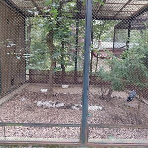 Pheasantry -  Blue eared-pheasant (Crossoptilon auritum) and Iberian Azure-winged Magpie (Cyanopica cooki)